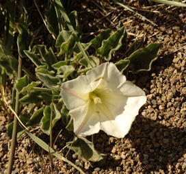 2008-04-14_28 Hill Morning Glory Cropped TN.jpg - 51627 Bytes